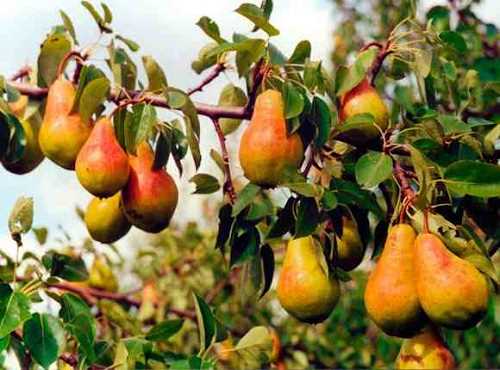 Правила написания названия груши в ботанике